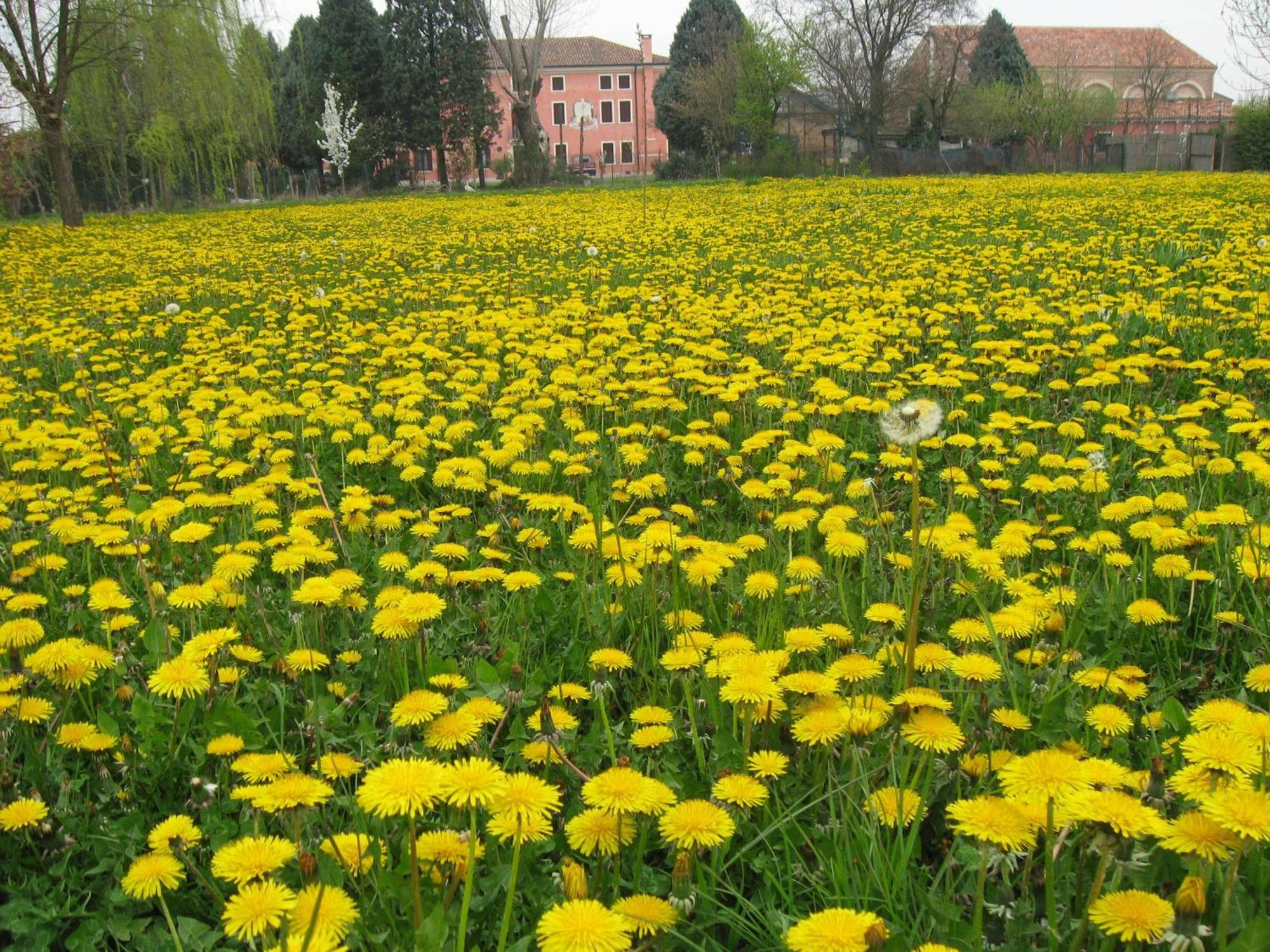 Bordeghina B&B In Farmhouse Pontecchio Polesine Экстерьер фото